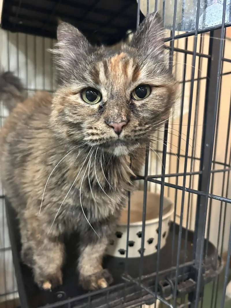 Flarey & Ashy thumbnail 4