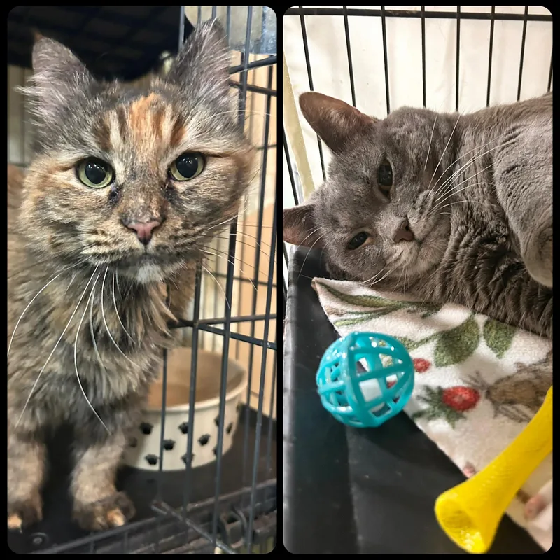 Flarey & Ashy thumbnail 5