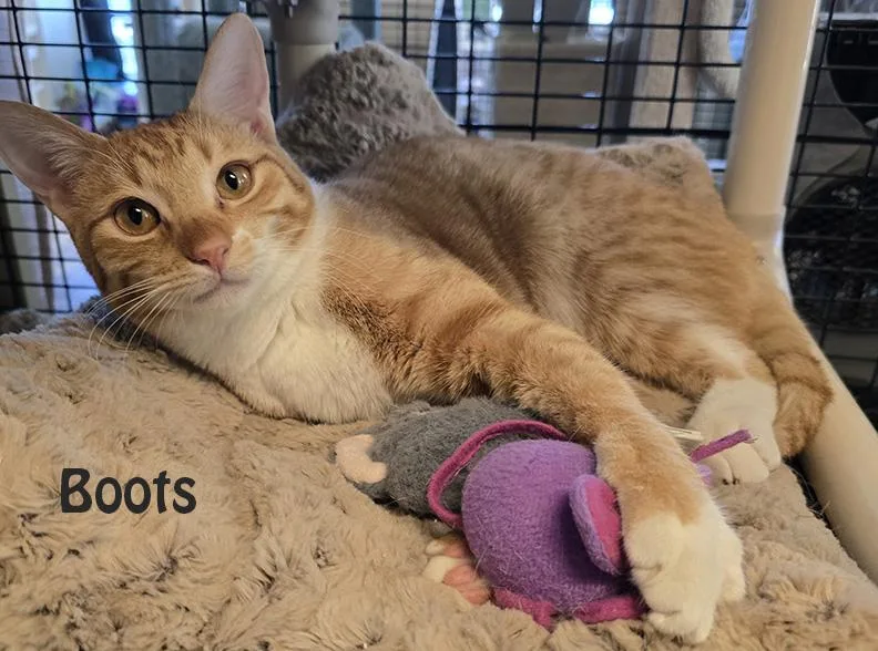 Mama Bitsy  Bunny thumbnail 3