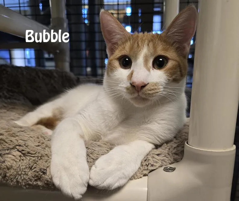 Mama Bitsy  Bunny thumbnail 4