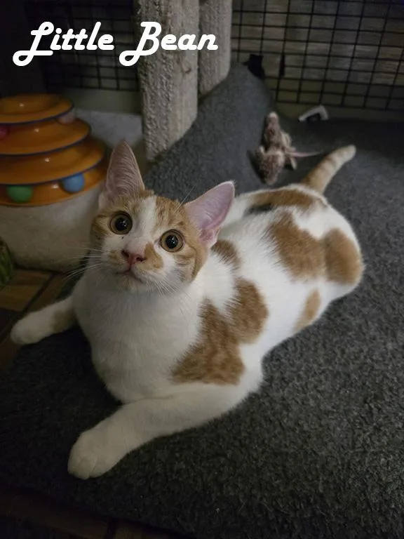 Mama Bitsy  Bunny thumbnail 5