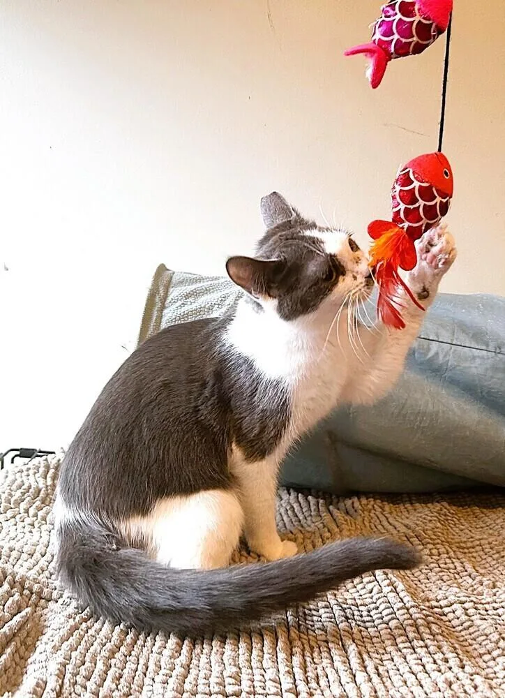 Mochi Copy thumbnail 2