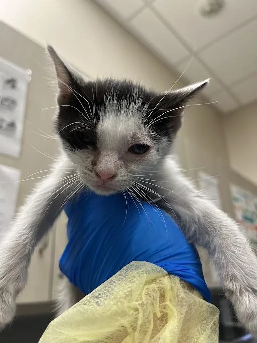 A baby small-sized female Domestic Short Hair cat named Taf for adoption in Las Vegas, NV