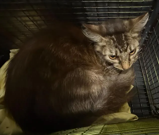A young small-sized female Domestic Short Hair cat named Cat for adoption in San Antonio, TX