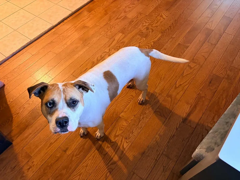 An adult medium-sized female Pit Bull Terrier dog named Indi for adoption in Baltimore, MD