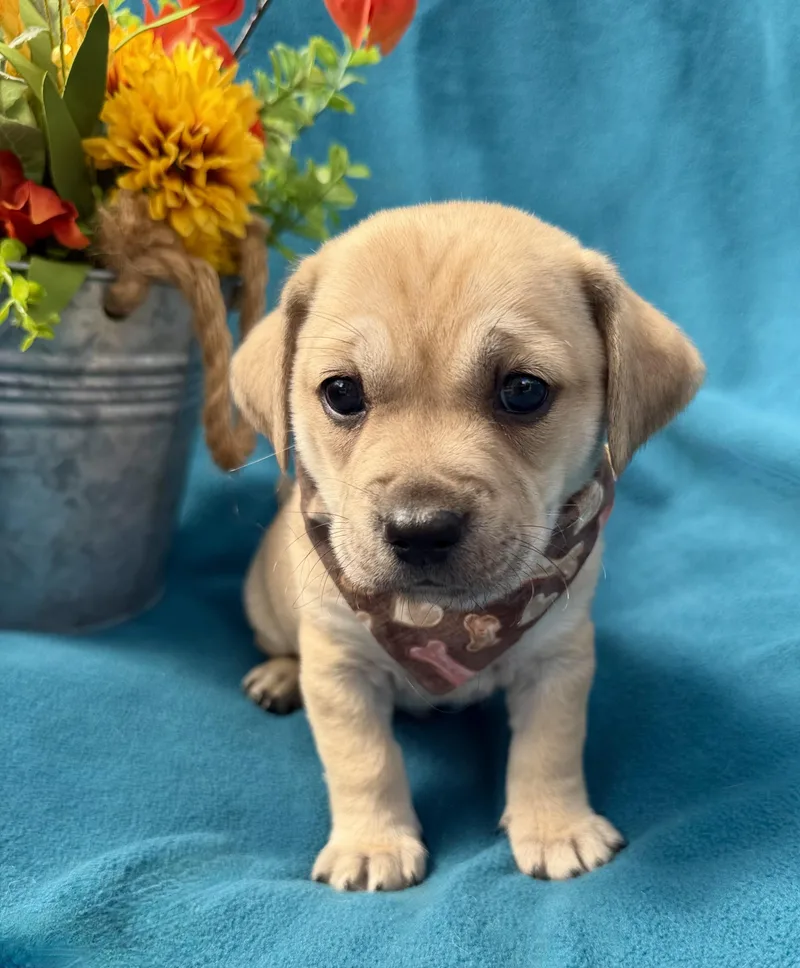 A baby small-sized male Apricot / Beige Puggle dog named Sizzle for adoption in Corona Del Mar, CA