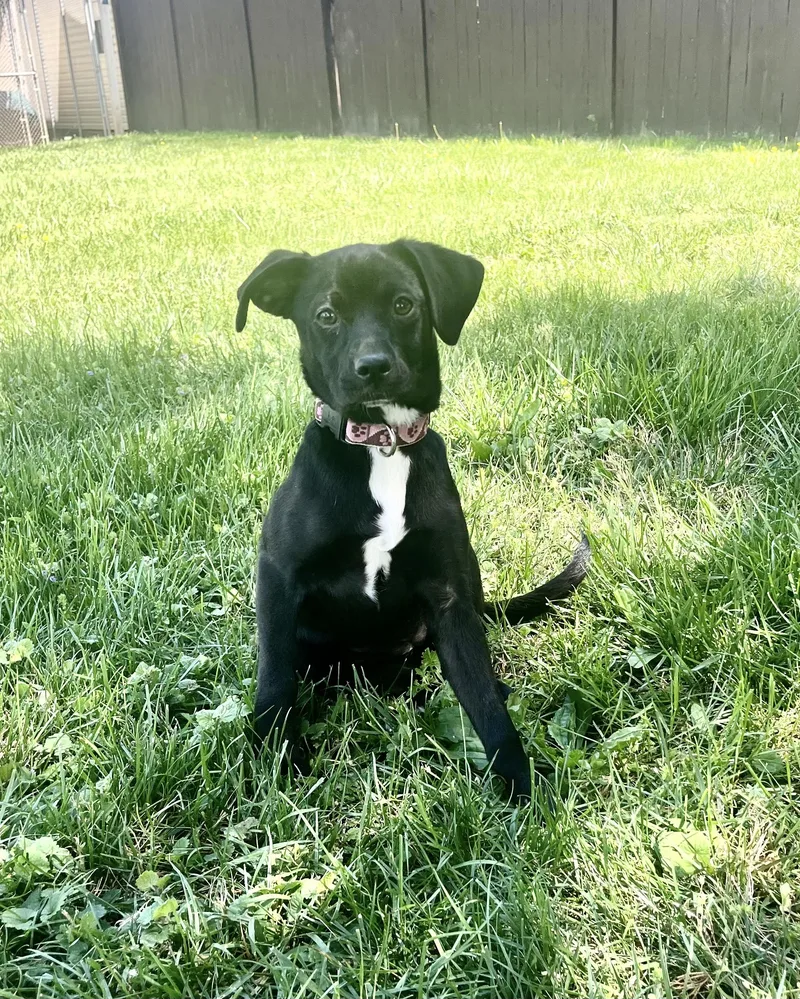 A baby medium-sized female Black Mixed Breed dog named Chanel for adoption in Fairfax, VA