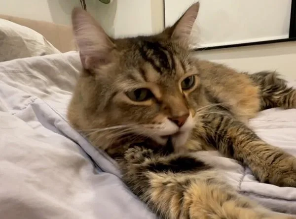 An adult large-sized male Domestic Medium Hair cat named Saint for adoption in Ridgewood, NY