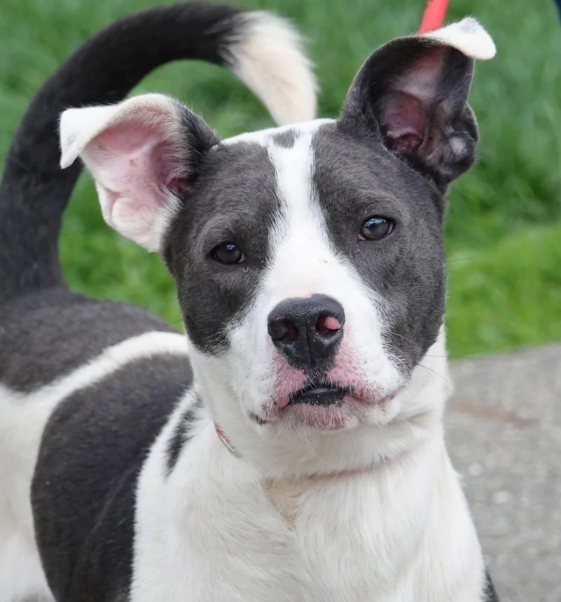 A young medium-sized male Black Terrier dog named Birch for adoption in Millfield, OH