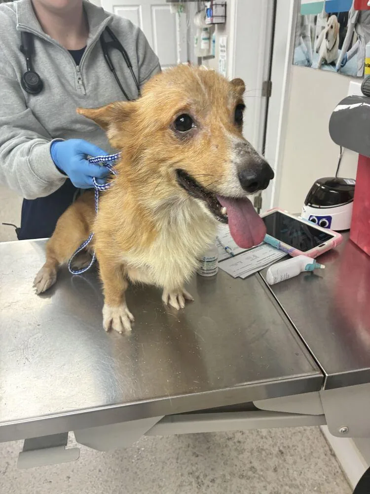 An adult small-sized male Cardigan Welsh Corgi dog named Kip for adoption in Marietta, GA