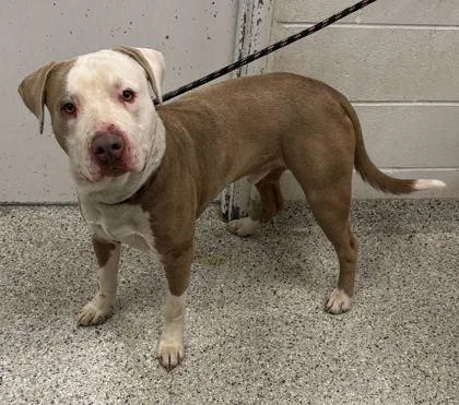 An adult extra large-sized male Yellow / Tan / Blond / Fawn Pit Bull Terrier dog named Cosmo for adoption in Kansas City, MO