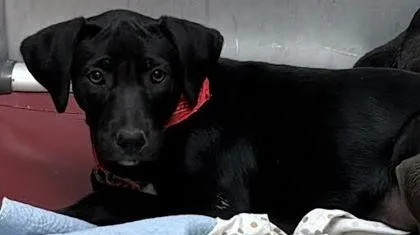 A baby small-sized female Labrador Retriever dog named Rhiannon for adoption in Washington, DC