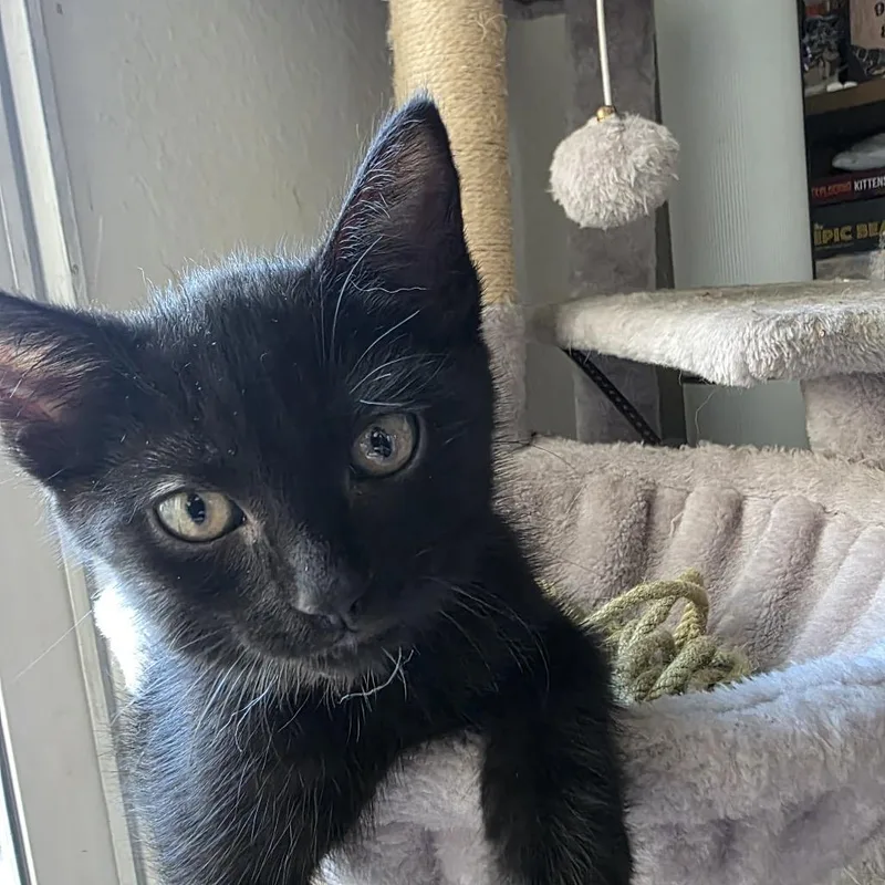 A baby small-sized male Black Domestic Short Hair cat named Phantom Chino Hills Location for adoption in Chino Hills, CA