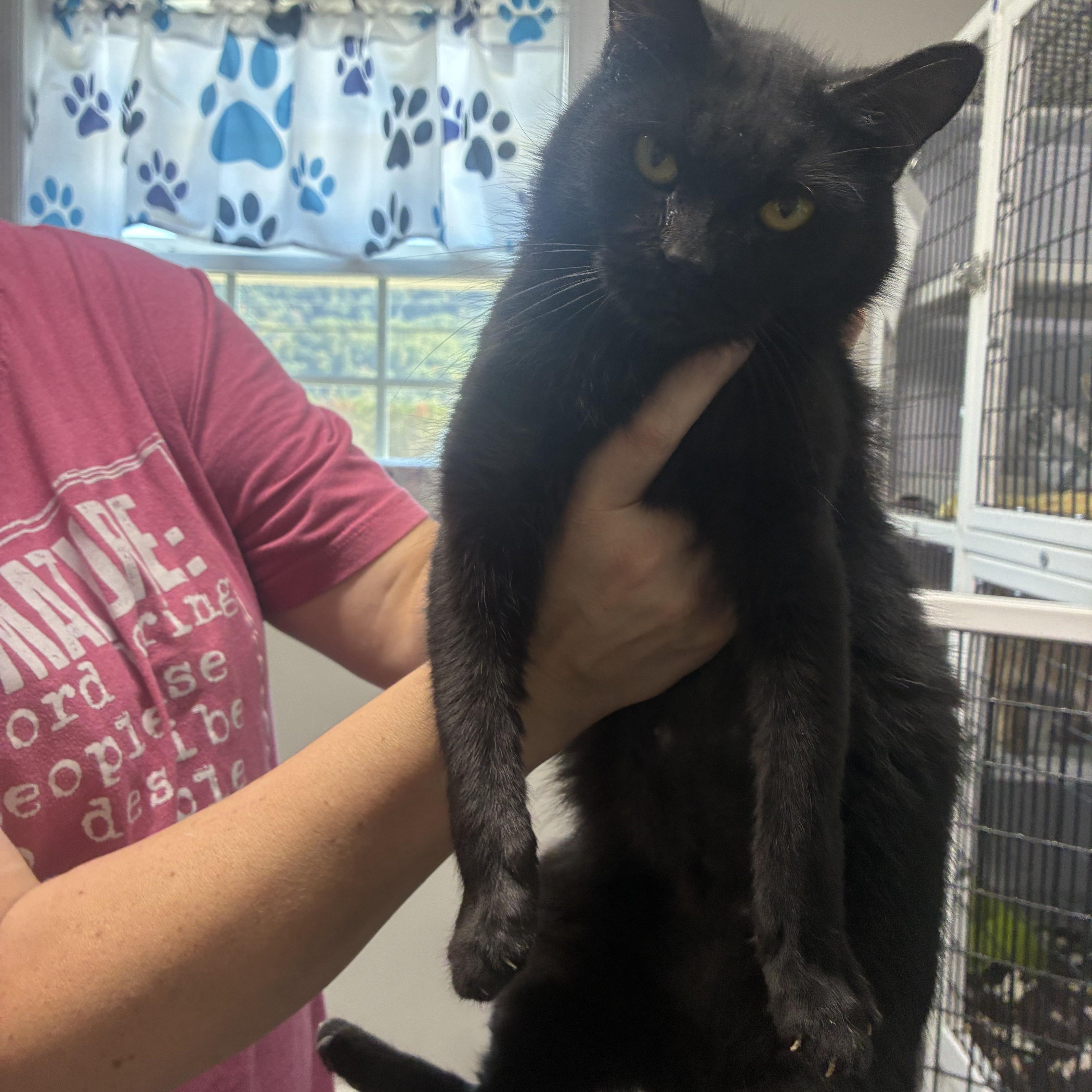 An adult small-sized female Black Domestic Short Hair cat named Boo for adoption in Rogersville, TN