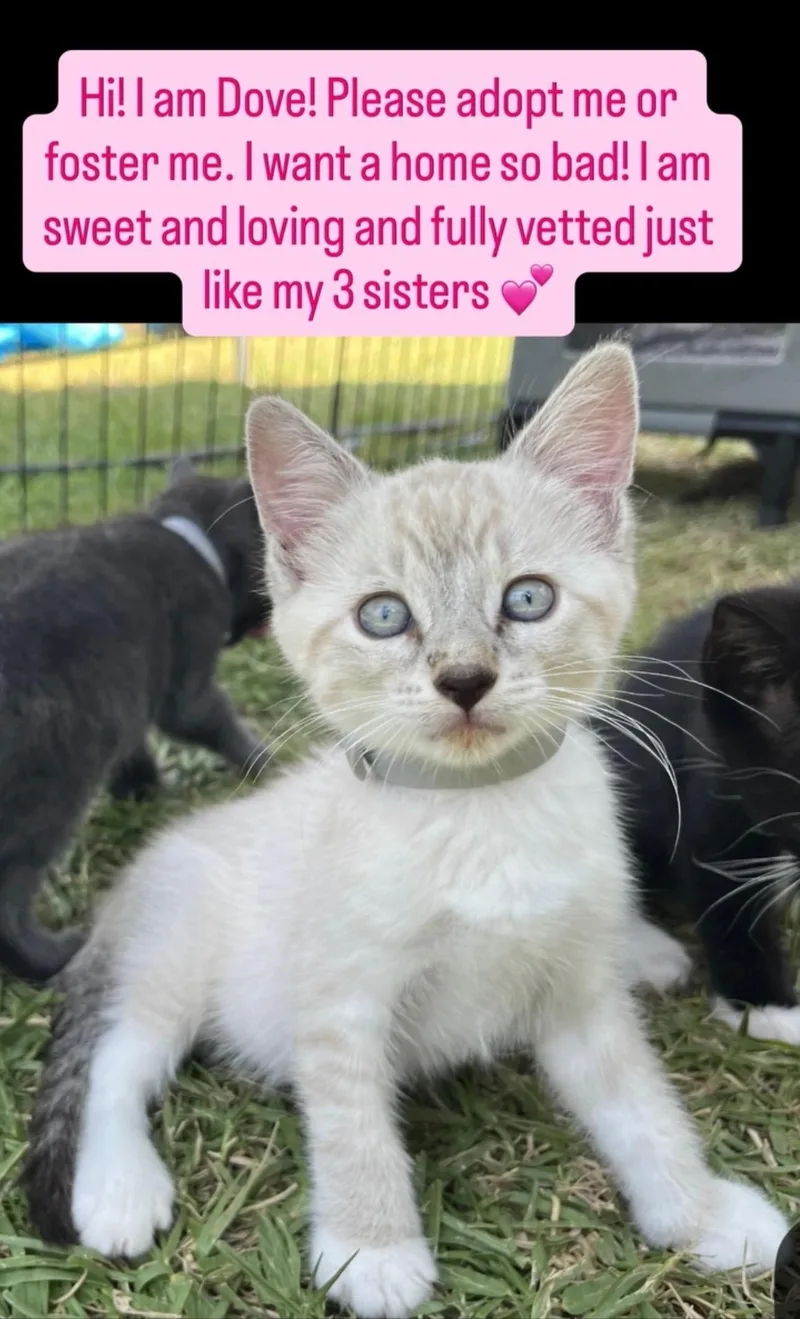 A baby small-sized female Domestic Short Hair cat named Dove for adoption in Fullerton, CA