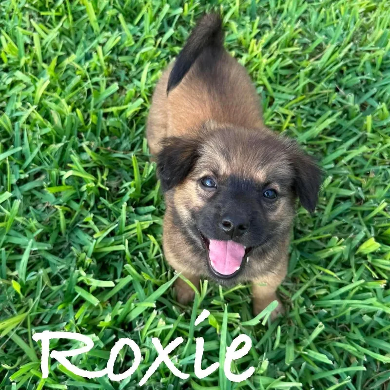 A baby medium-sized female Golden Retriever dog named Roxie for adoption in PLAINFIELD, CT