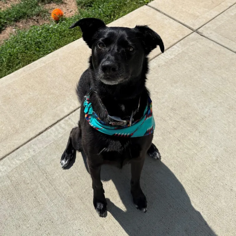 An adult large-sized female Black Shepherd dog named Pearl for adoption in Branford, CT