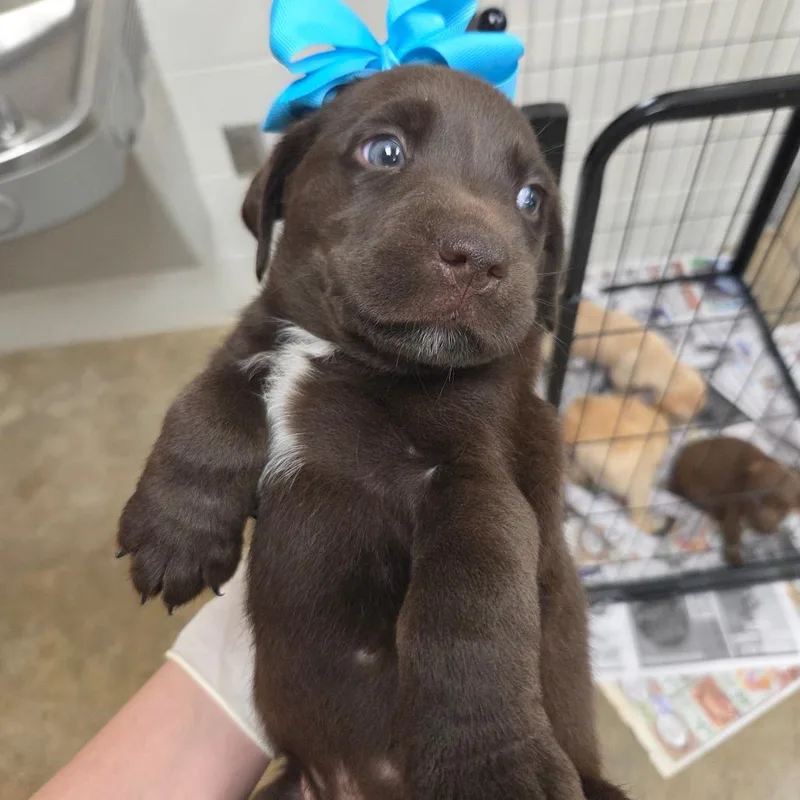 A baby large-sized male Brown / Chocolate Retriever dog named Leonard for adoption in Huntsville, AL