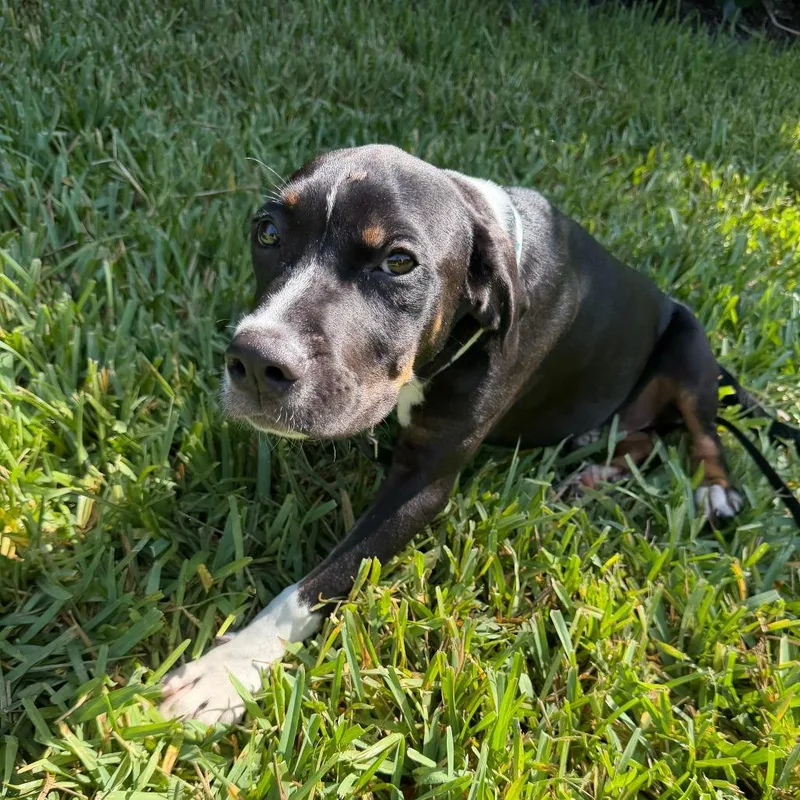 A baby small-sized male Black Mixed Breed dog named Rizz for adoption in Naples, FL