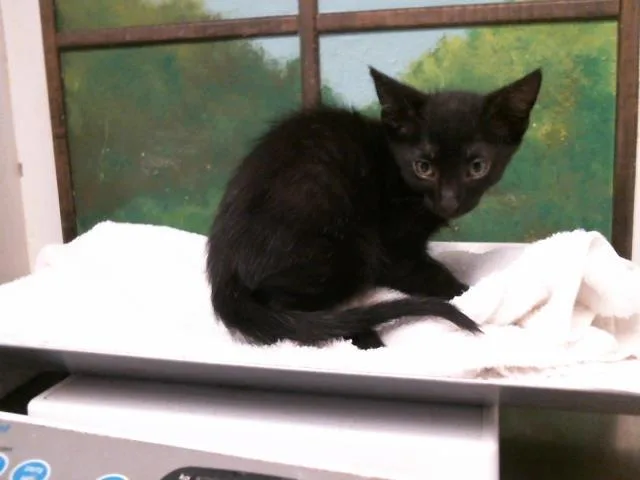 A baby small-sized female Domestic Short Hair cat named Perla for adoption in Houston, TX