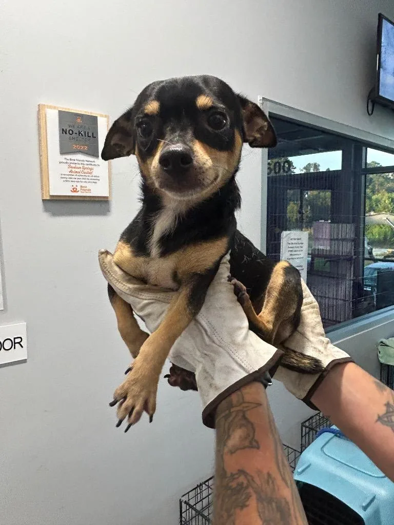A young medium-sized male Chihuahua dog named Taco for adoption in Denham Springs, LA