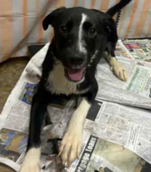 A young medium-sized female Black Mixed Breed dog named Dahlia for adoption in Hazard, KY