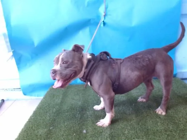 An adult medium-sized female Pit Bull Terrier dog named Vesta for adoption in Gardena, CA