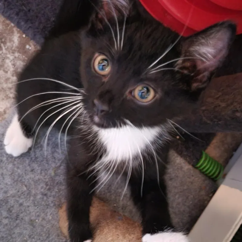 A baby small-sized female Black Domestic Short Hair cat named Namaste for adoption in Birdsboro, PA