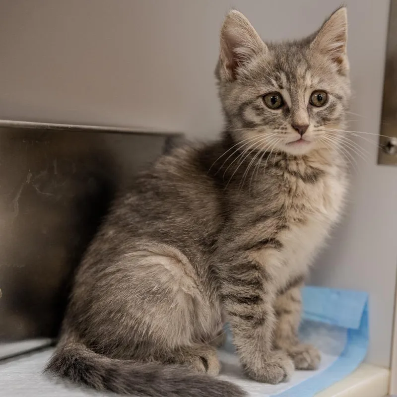A baby small-sized female Gray / Blue / Silver Domestic Short Hair cat named Lemon Meringue for adoption in Pawling, NY
