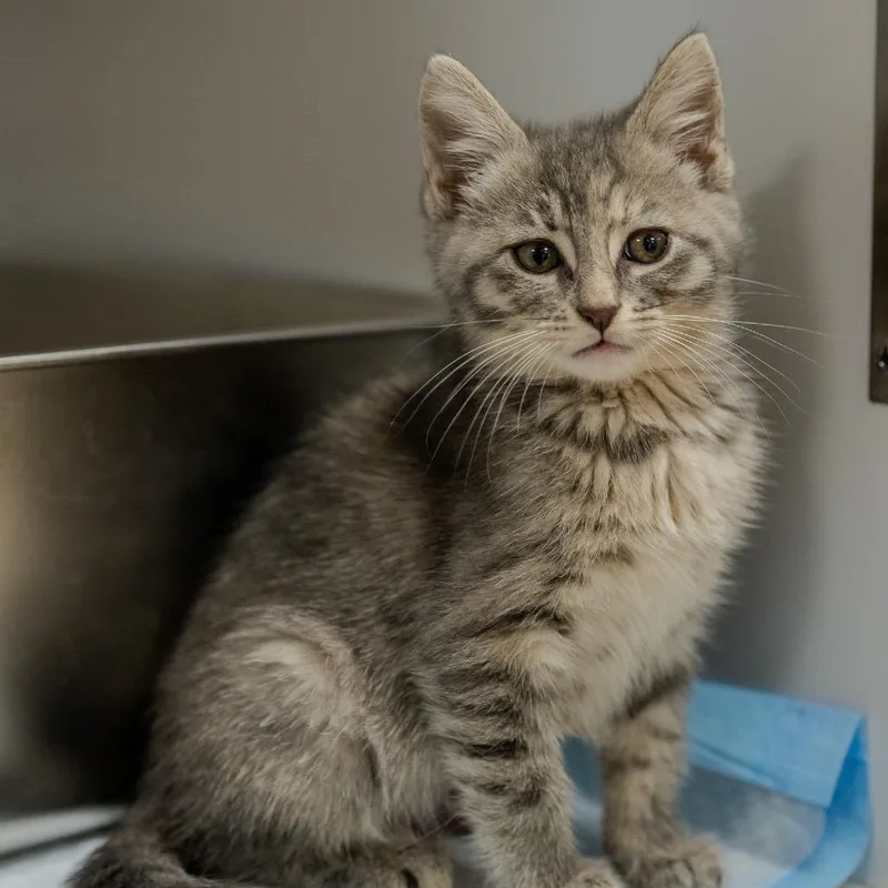 Lemon Meringue thumbnail 2