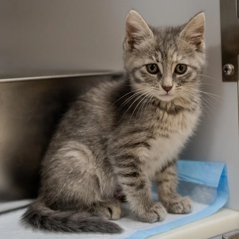 Lemon Meringue thumbnail 3