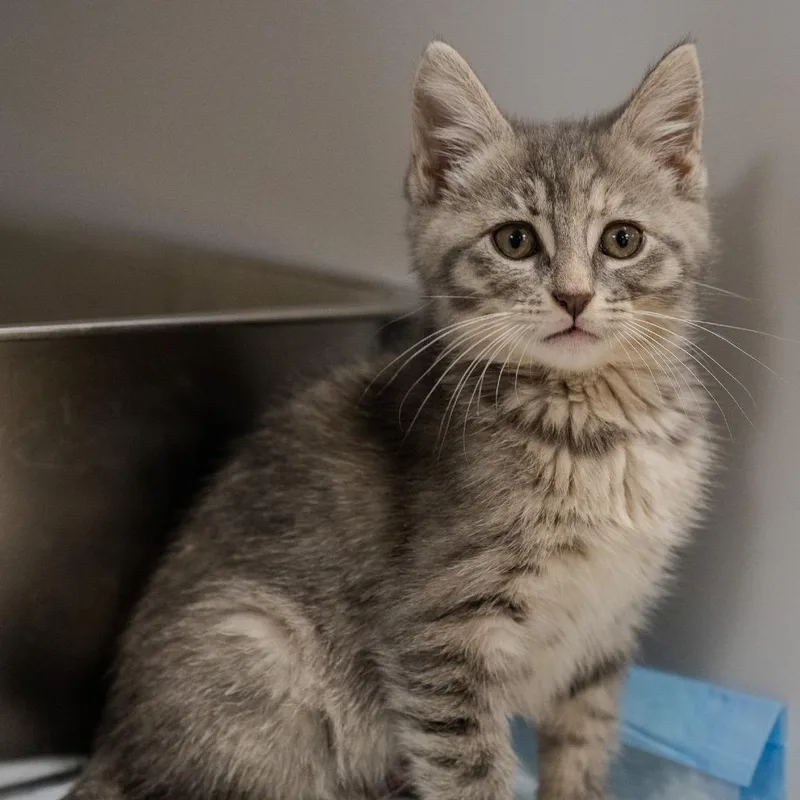 Lemon Meringue thumbnail 4