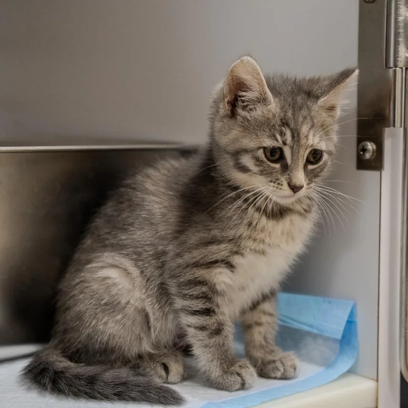 Lemon Meringue thumbnail 5