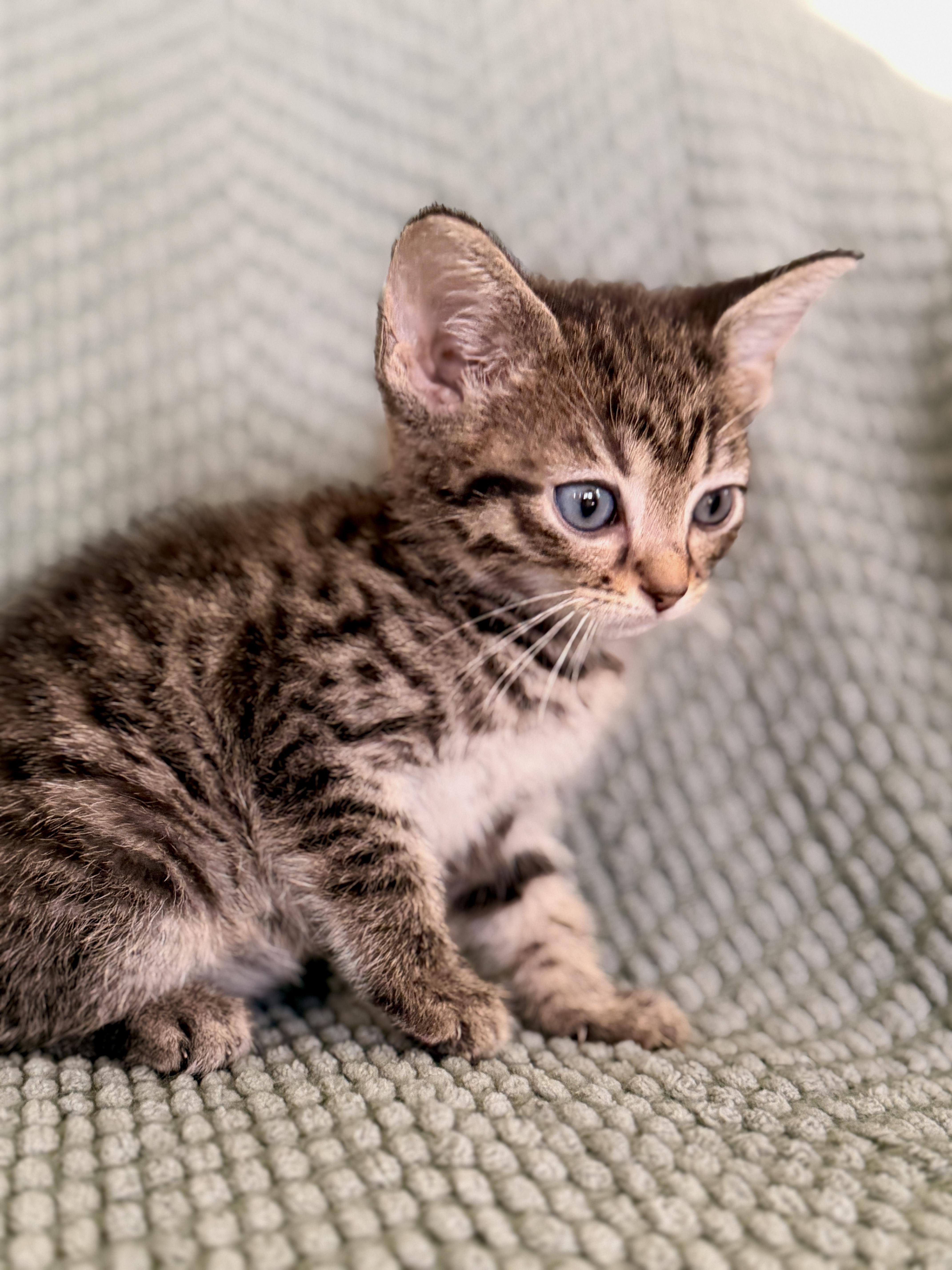 A baby medium-sized male Tabby (Tiger Striped) Domestic Short Hair cat named Baron Transport for adoption in Gradyville, KY