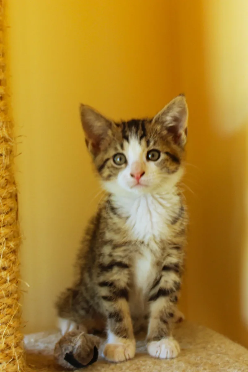 A baby medium-sized female Tabby (Brown / Chocolate) Domestic Short Hair cat named Charity for adoption in Urbana, OH
