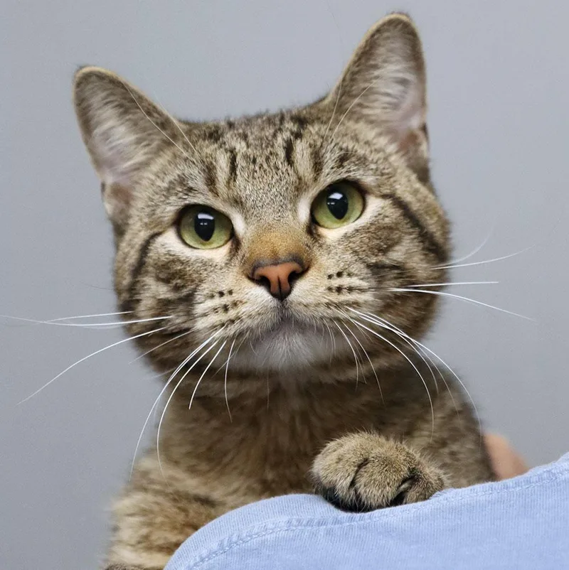 A young medium-sized male Tabby (Gray / Blue / Silver) Domestic Short Hair cat named Archie for adoption in Kansas City, KS