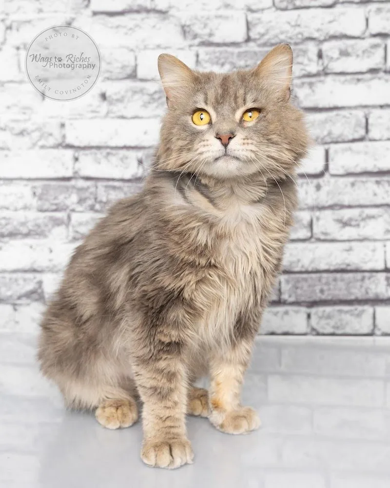 An adult medium-sized male Maine Coon cat named Wally for adoption in Tuscaloosa, AL