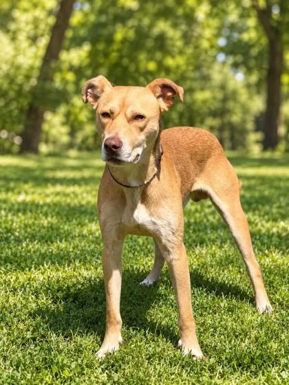 A young medium-sized male Terrier dog named Dixon for adoption in Cumberland, MD