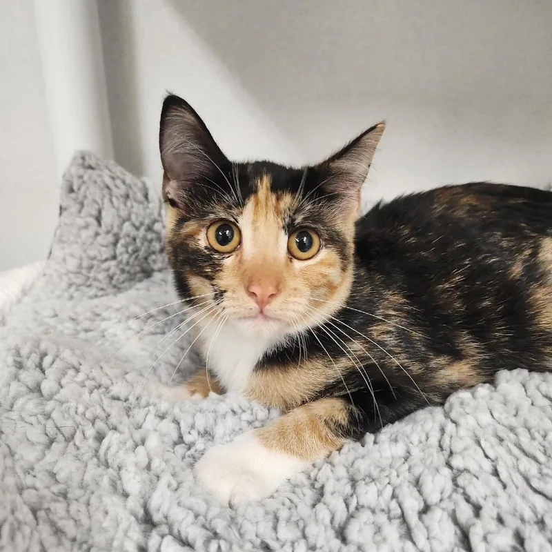 A baby small-sized female Calico Domestic Short Hair cat named Bridget for adoption in Colorado Springs, CO