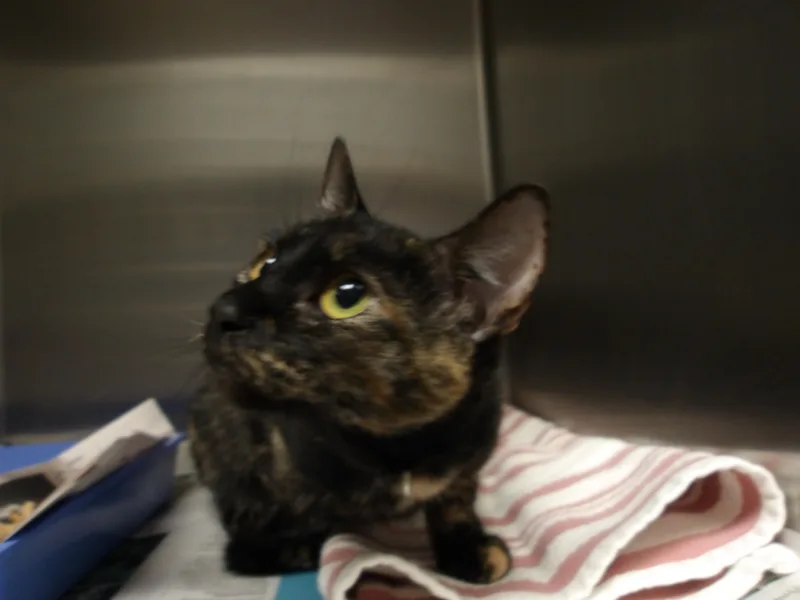 A young medium-sized female Domestic Short Hair cat named Suni for adoption in Los Angeles, CA