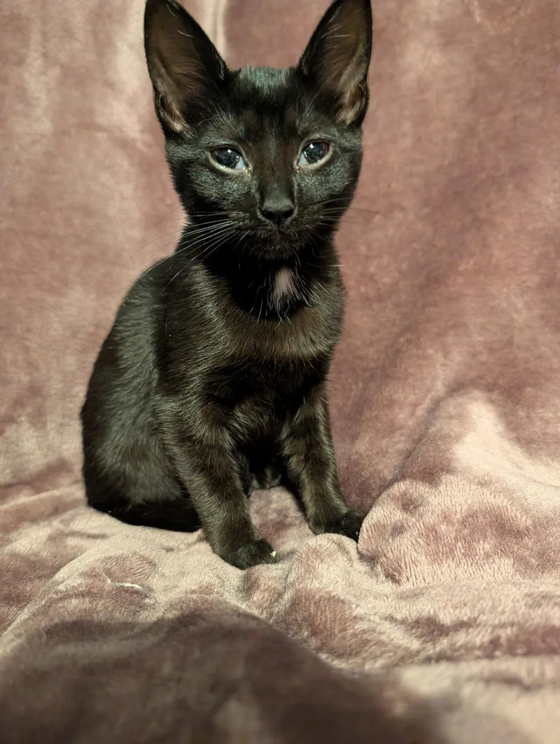 Salem thumbnail 2