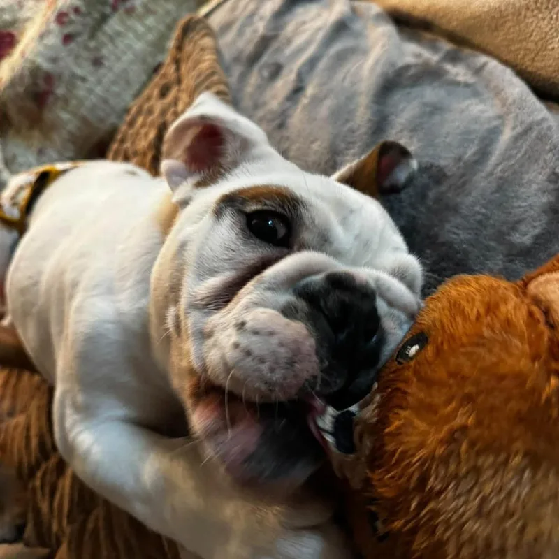 A baby small-sized male White / Cream English Bulldog dog named Tank for adoption in Huber Heights, OH