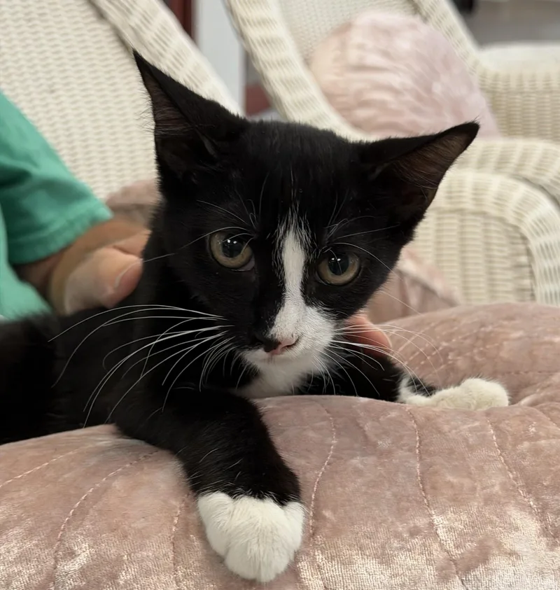 A baby medium-sized female Black & White / Tuxedo Domestic Short Hair cat named Jane for adoption in Slidell, LA