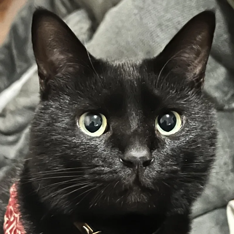 An adult medium-sized male Black Domestic Short Hair cat named Beni for adoption in San Francisco, CA