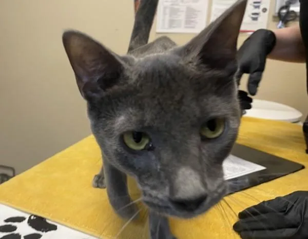 A young small-sized male Domestic Short Hair cat named Rotenev for adoption in Oceanside, CA