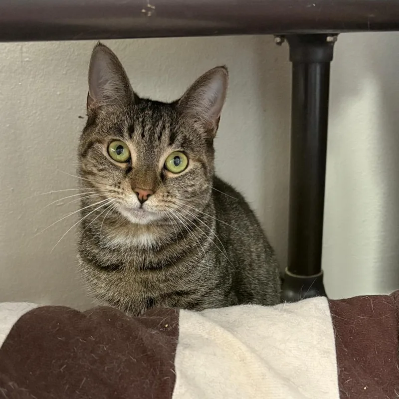 An adult medium-sized female Brown / Chocolate Domestic Short Hair cat named Siesta Key for adoption in Middle Village, NY
