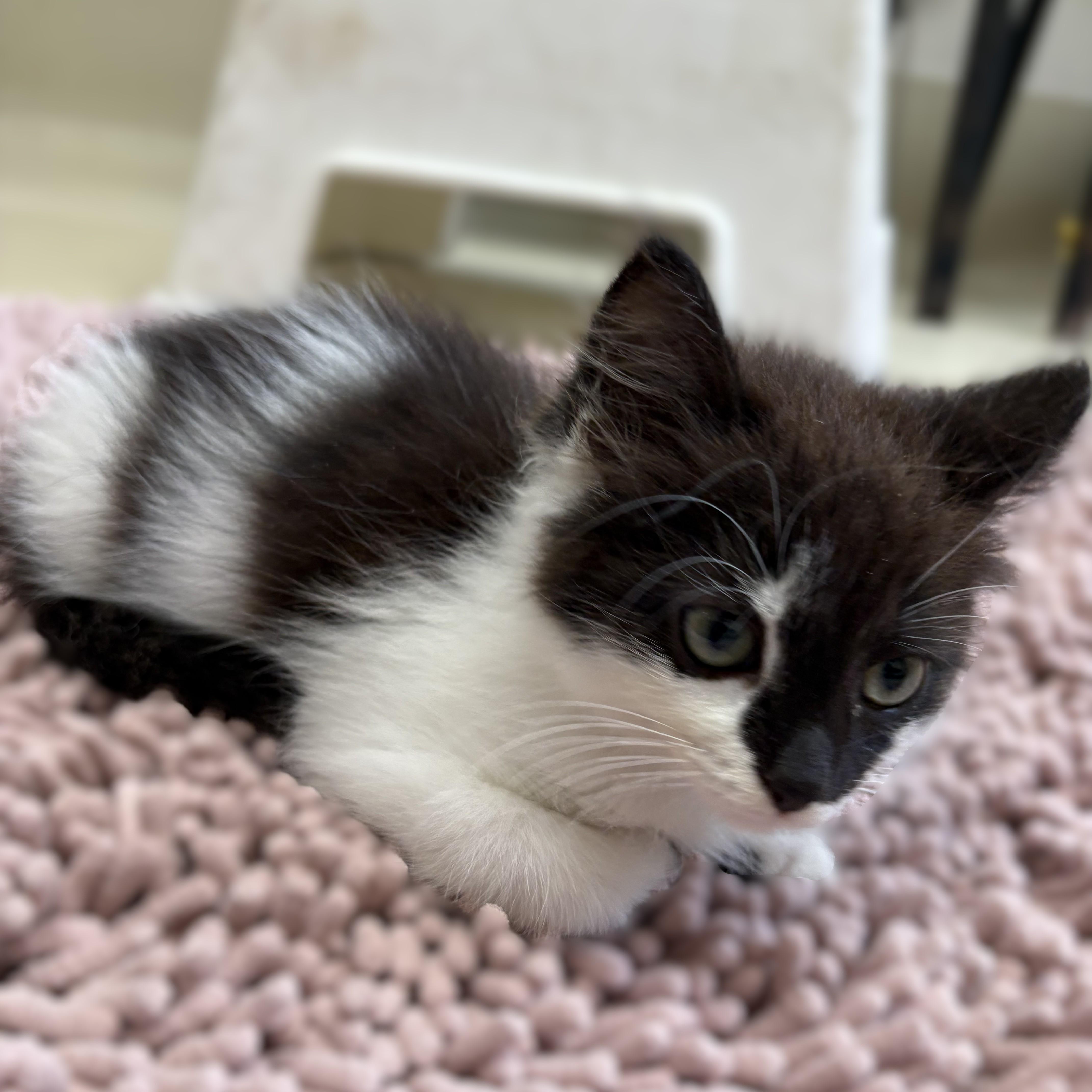 A baby medium-sized female Black Domestic Medium Hair cat named Sooty Puss for adoption in Columbia, MD