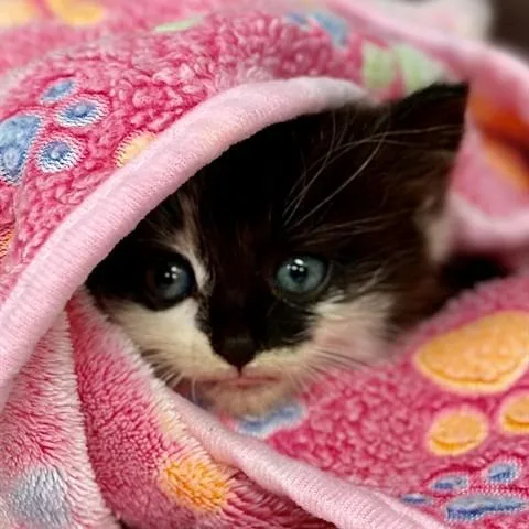 Sooty Puss thumbnail 2
