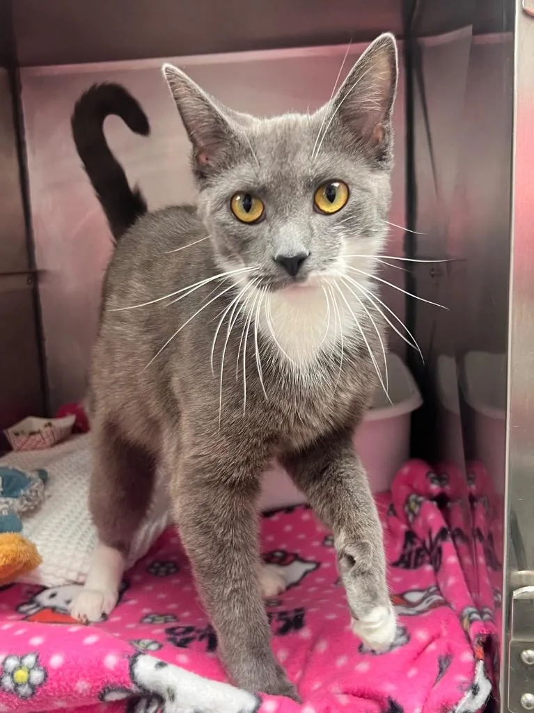 A young medium-sized female Domestic Short Hair cat named Francesca for adoption in Pomona, NY