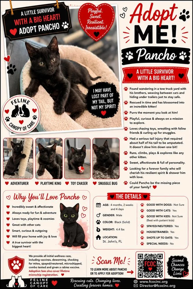 A baby medium-sized male Black Domestic Short Hair cat named Pancho for adoption in Saint Augustine, FL